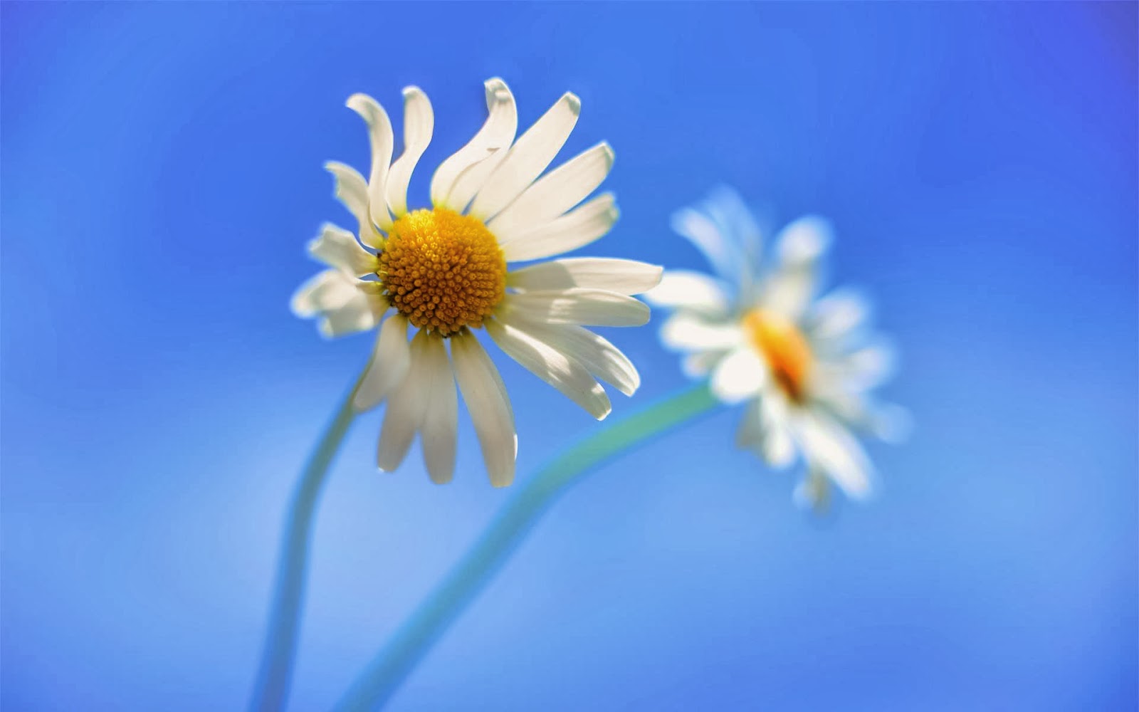 White Flower Wallpaper High Quality Images