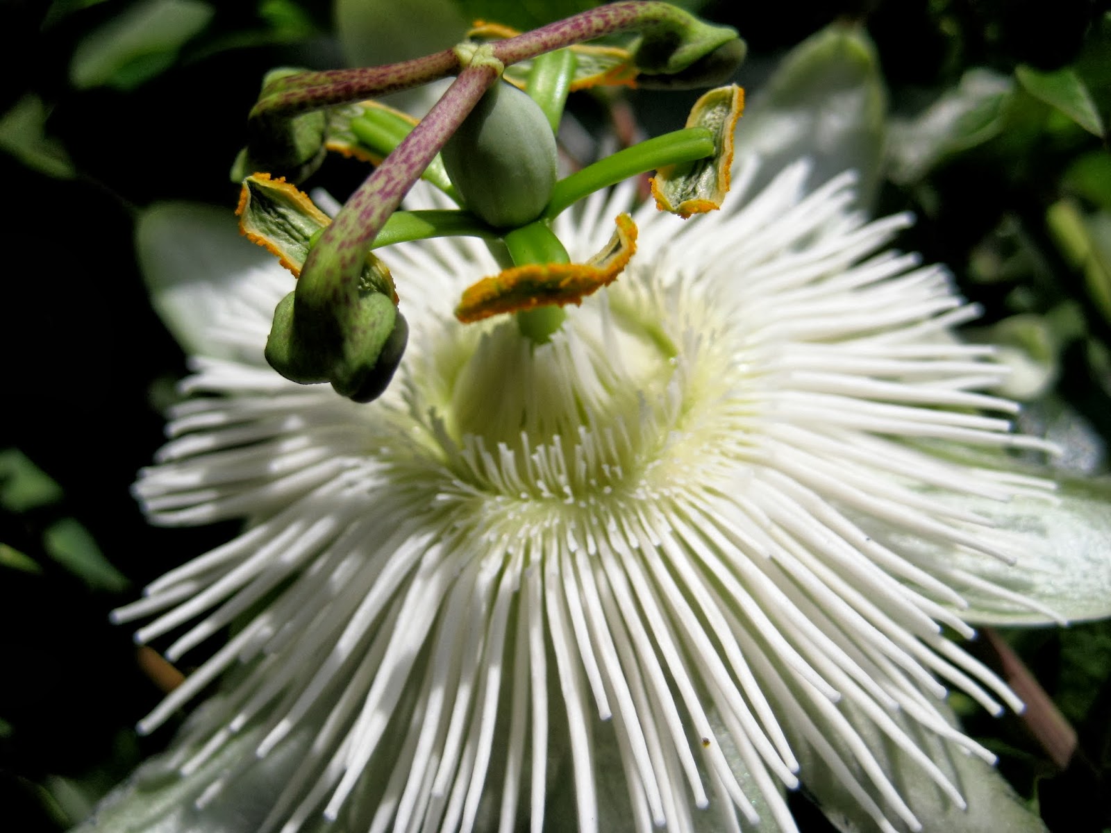 Let's Enjoy The Beauty Passion Flower ( One of the world's most