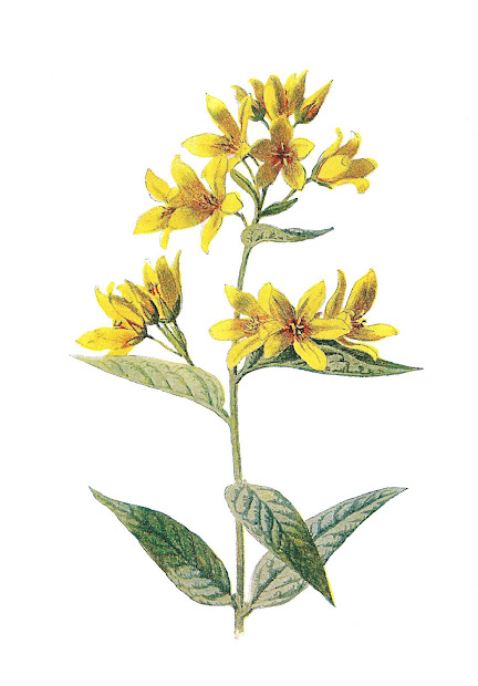 antique free digital wildflower