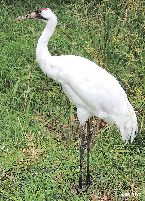 Endangered Animal Info Endangered Whooping Crane Numbers Increasing