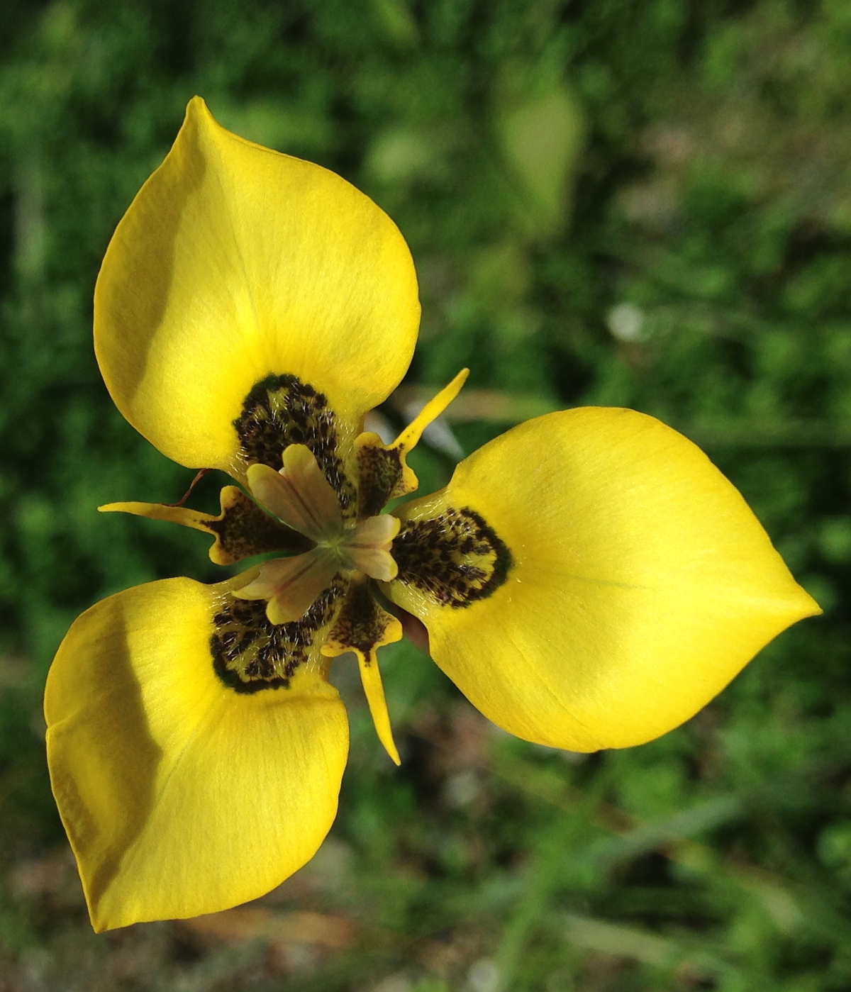Growing Cool Plants Moraea MM 12158