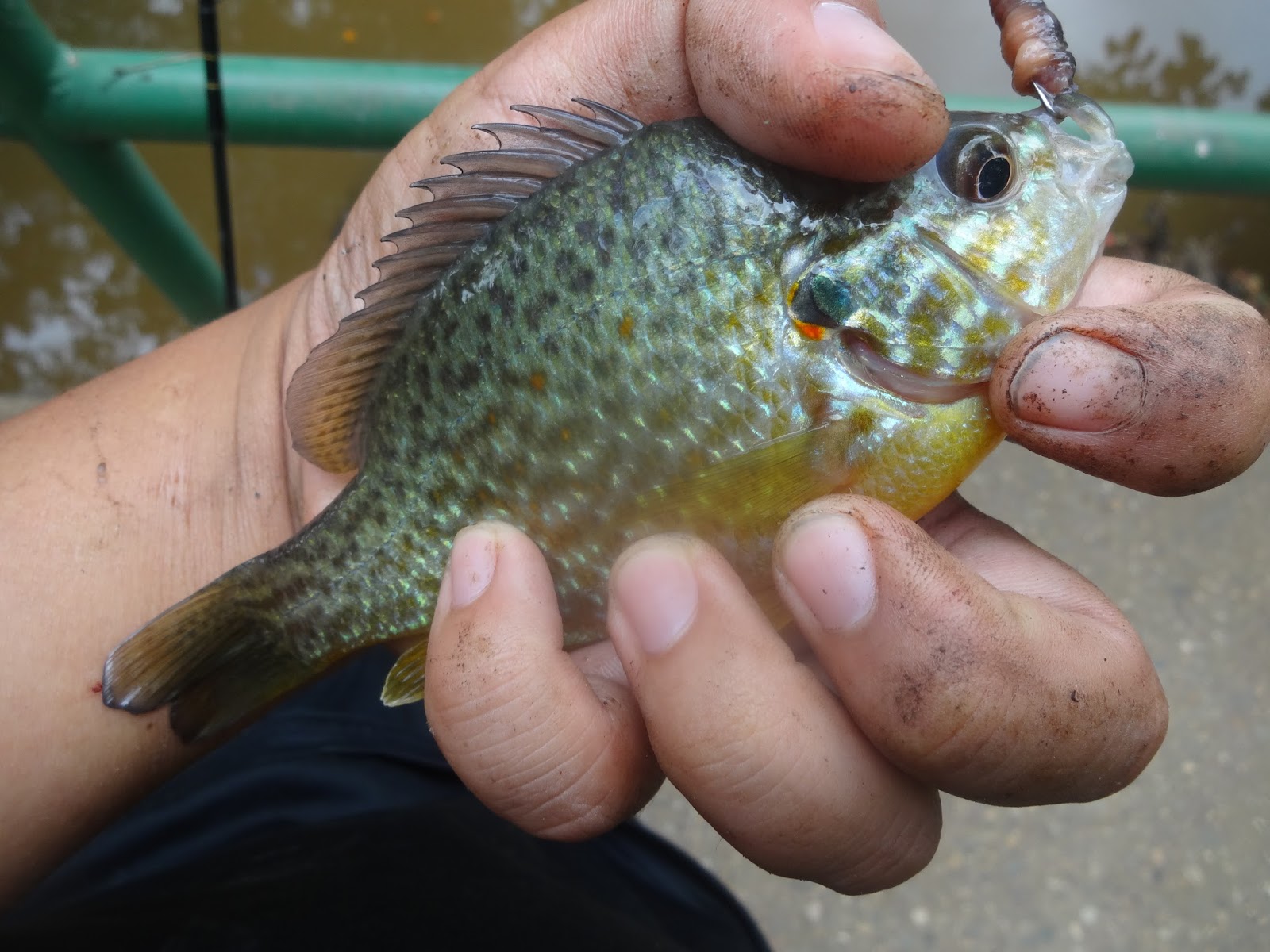 Extreme Philly Fishing: September Multi-Species Quiz -- Prize: Trout ...