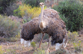 Struthio Camelus Struthio Camelus