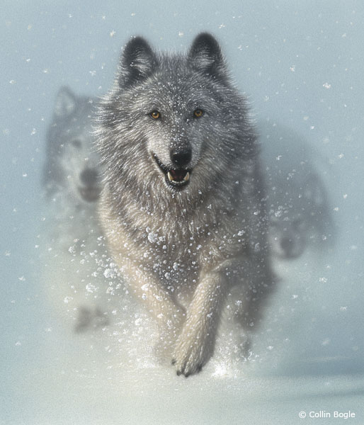 White Wolf : Fabulous Wolf Paintings of Collin Bogle (Photos- Video)