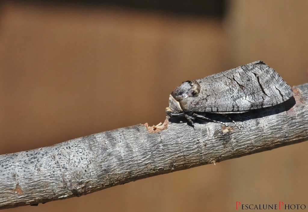 Pescalune Photo: Cossus gâte-bois (Cossus cossus), Goat moth
