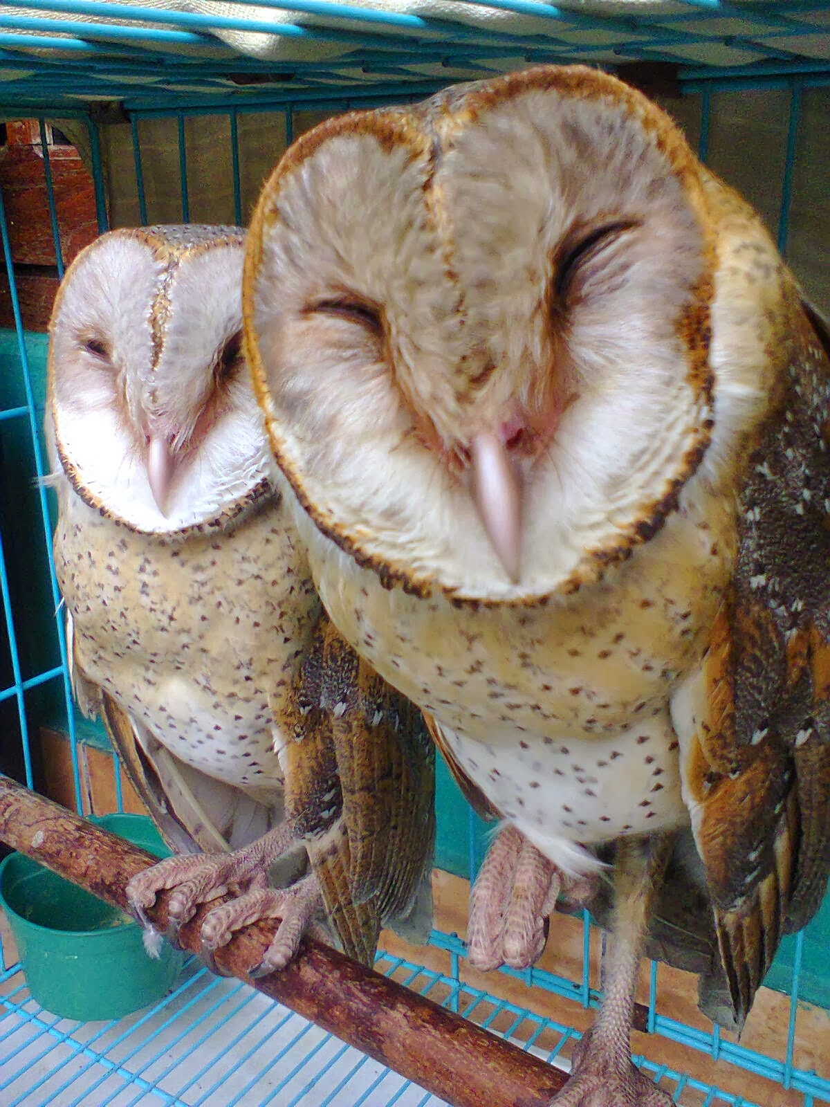 jual reptil,ular, dan kucing murah dan kualitas siip jual