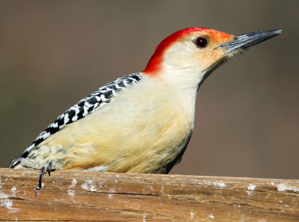 Ohio Birds and Biodiversity: An ivory woodpecker