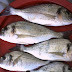 طريقة صيد سمك الدنيس والعدة المستخدمة في صيدة وكل اسرارة 