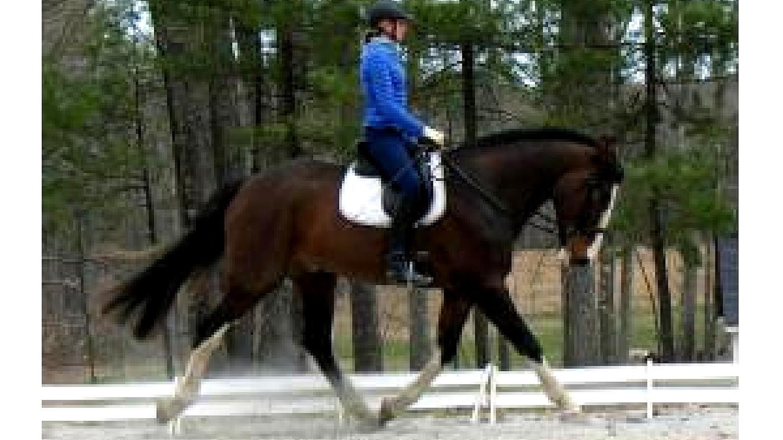 Horses For Sale New Hampshire Horse Choices