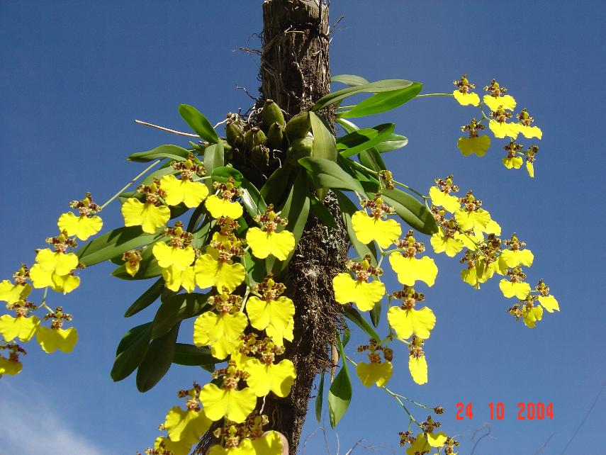 Argentina nativa: Flor de patito (Oncidium bifolium)