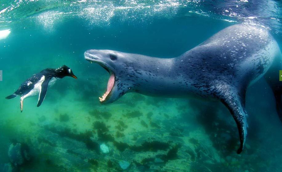 Leopard Seal with Gentoo Penguin