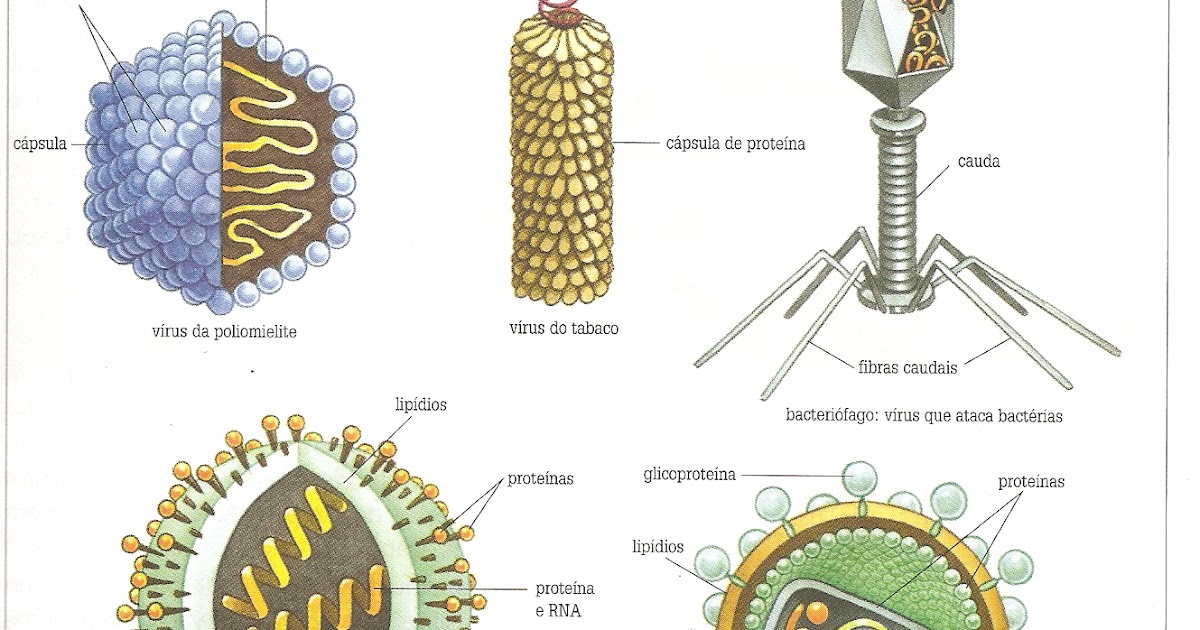 Какой вирус содержит рнк. Вирусы ДНК И РНК содержащие схема. Строение РНК вируса вируса. ДНК содержащие вирусы строение. ДНК содержащие вирусы и РНК содержащие вирусы.
