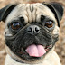 Excelentes nombres para perros pug machos y hembras