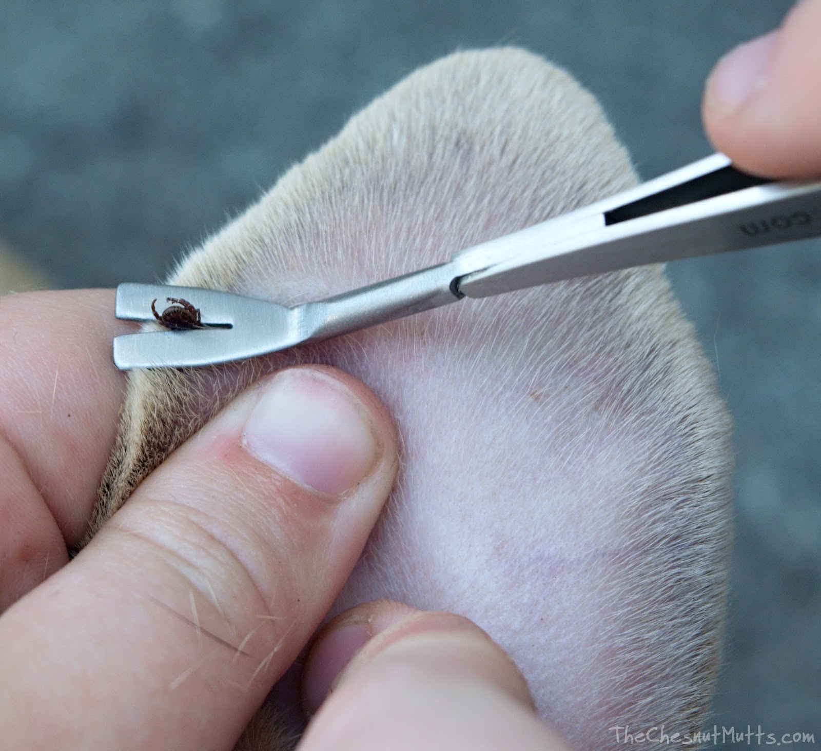 Review & Giveaway The Best Way to Remove Ticks with TickEase® The