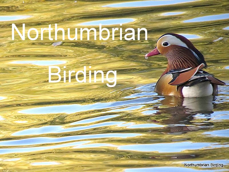 Northumbrian Birding
