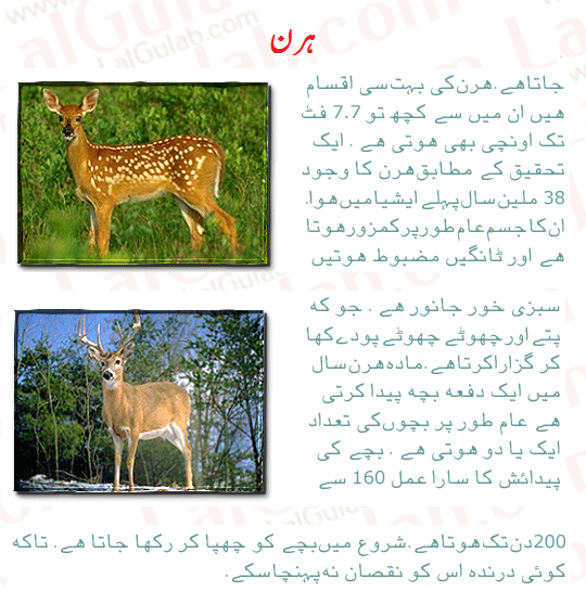 Bermuda triangle essay in urdu