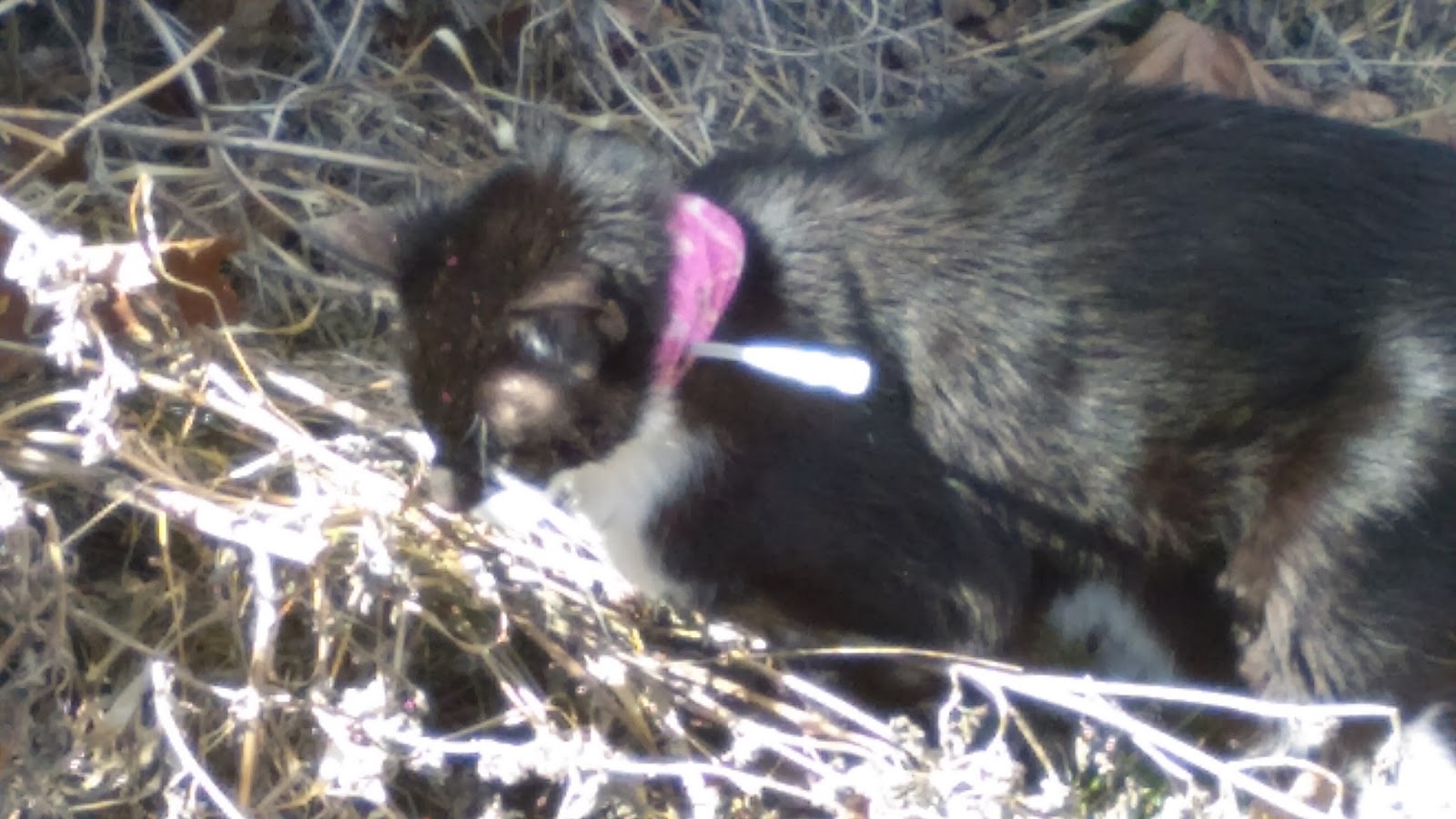 Exclusively Cats Veterinary Hospital Blog Esophagostomy tubes (Etubes