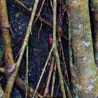 strangler fig roots on host tree in Puriscal