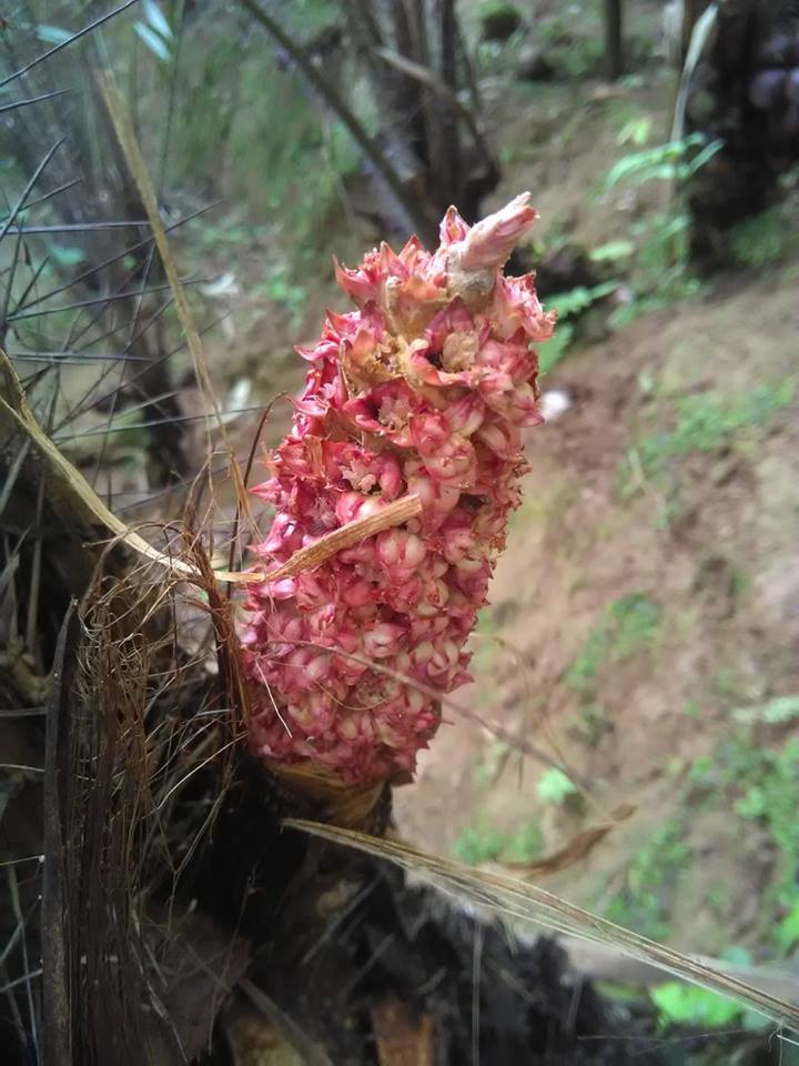 Paling Bagus 17+ Gambar Bunga Salak Dan Bagiannya Gambar Paling Bagus 17+ Gambar Bunga Salak Dan Bagiannya Gambar