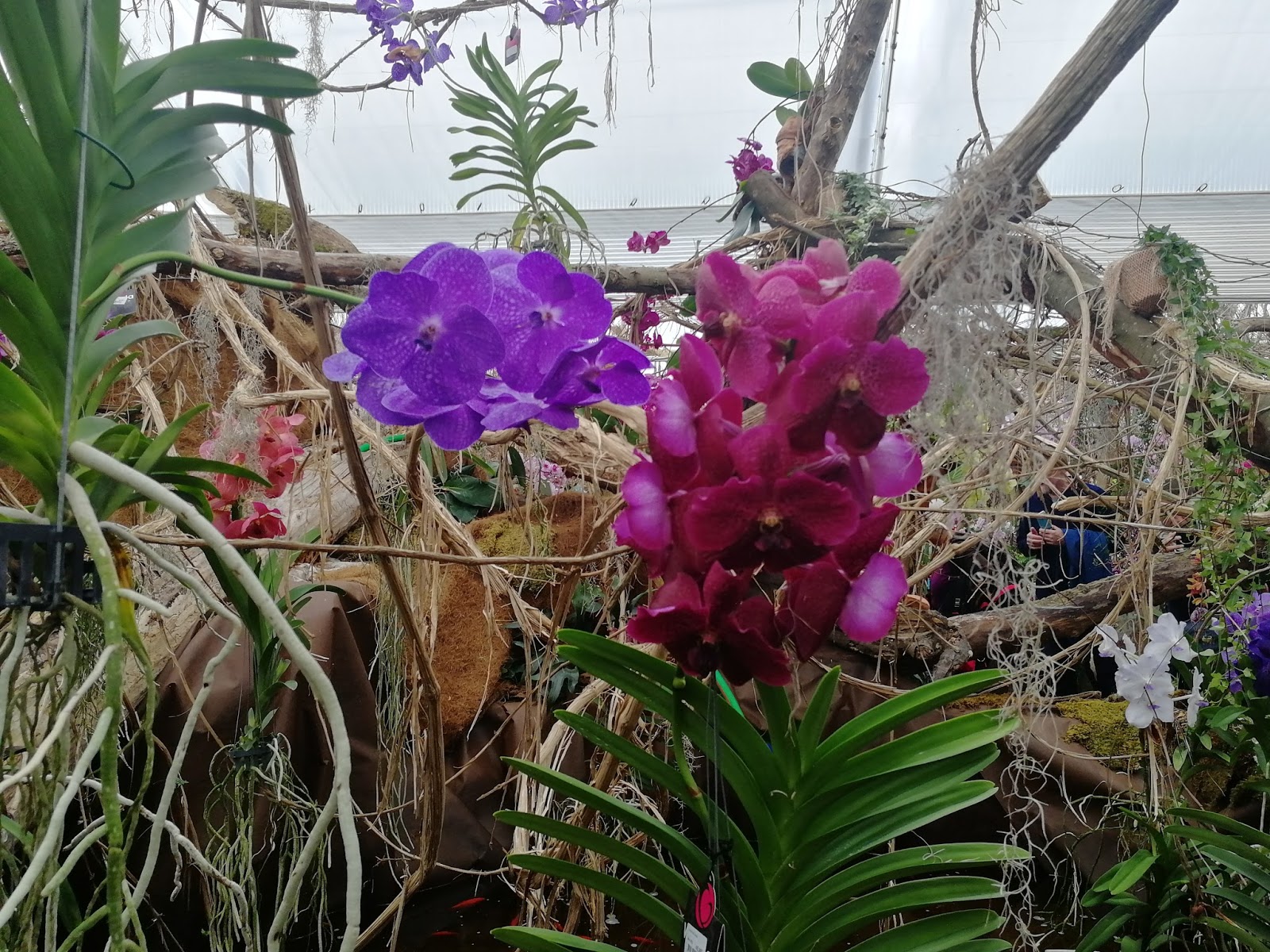 razstava orhideje metulji vrtni center kurbus