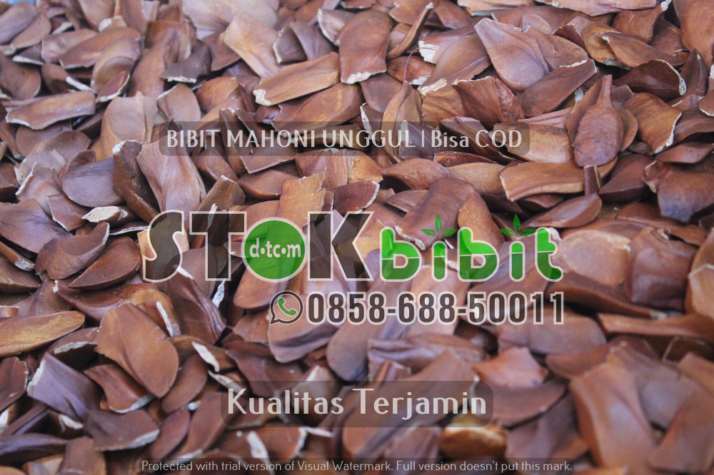 Bibit jeruk Dekopon | Bibit jeruk Nagami      Berkwalitas										 															    berkualitas										 													 															 
