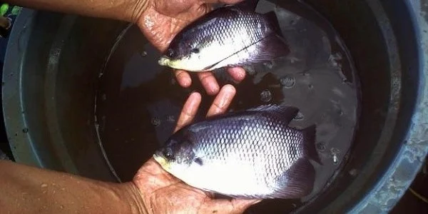 Pembesaran Benih Gurame - Budidaya Ikan Gurame