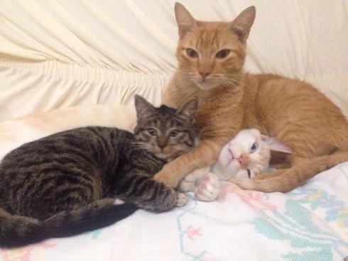 Три смешных кота друга