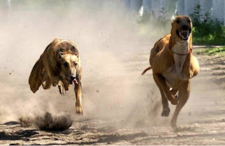 nueva ley que prohíbe las carreras de cualquier raza de perros.