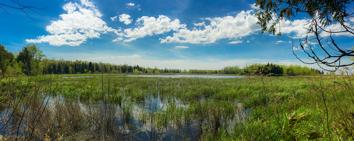 Wetlands at Plum Island in Door County WI