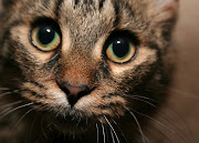 Live Life Like a Cat. . .Inquiringly. Use the power of your subconscious . inquiringly cat face closeup