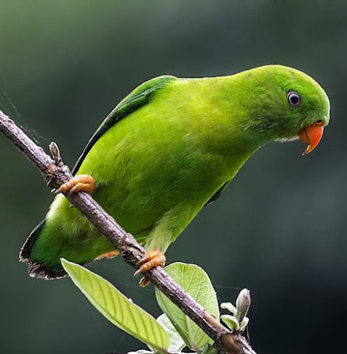 vernal hanging parrot (Loriculus vernalis)