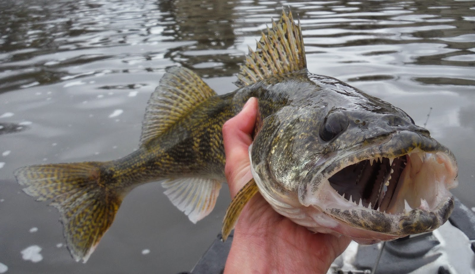 Indiana Kayak Fishing Journal Walleye