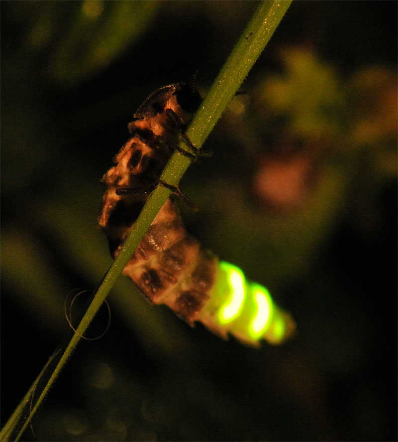 what is a glow worm what is a glow worm