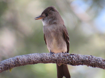 Western Wood-Pewee