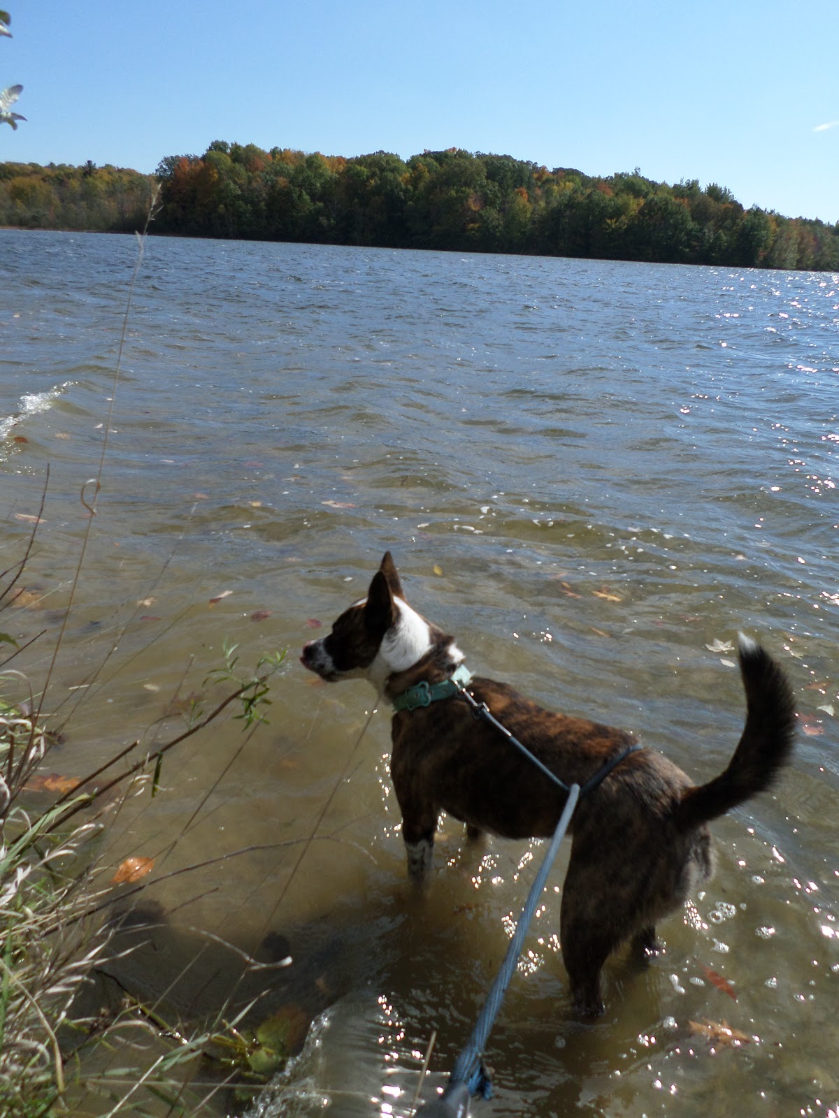 Mitten Tracks Murphy Lake State Game Area, part one Swaffer Rd. to
