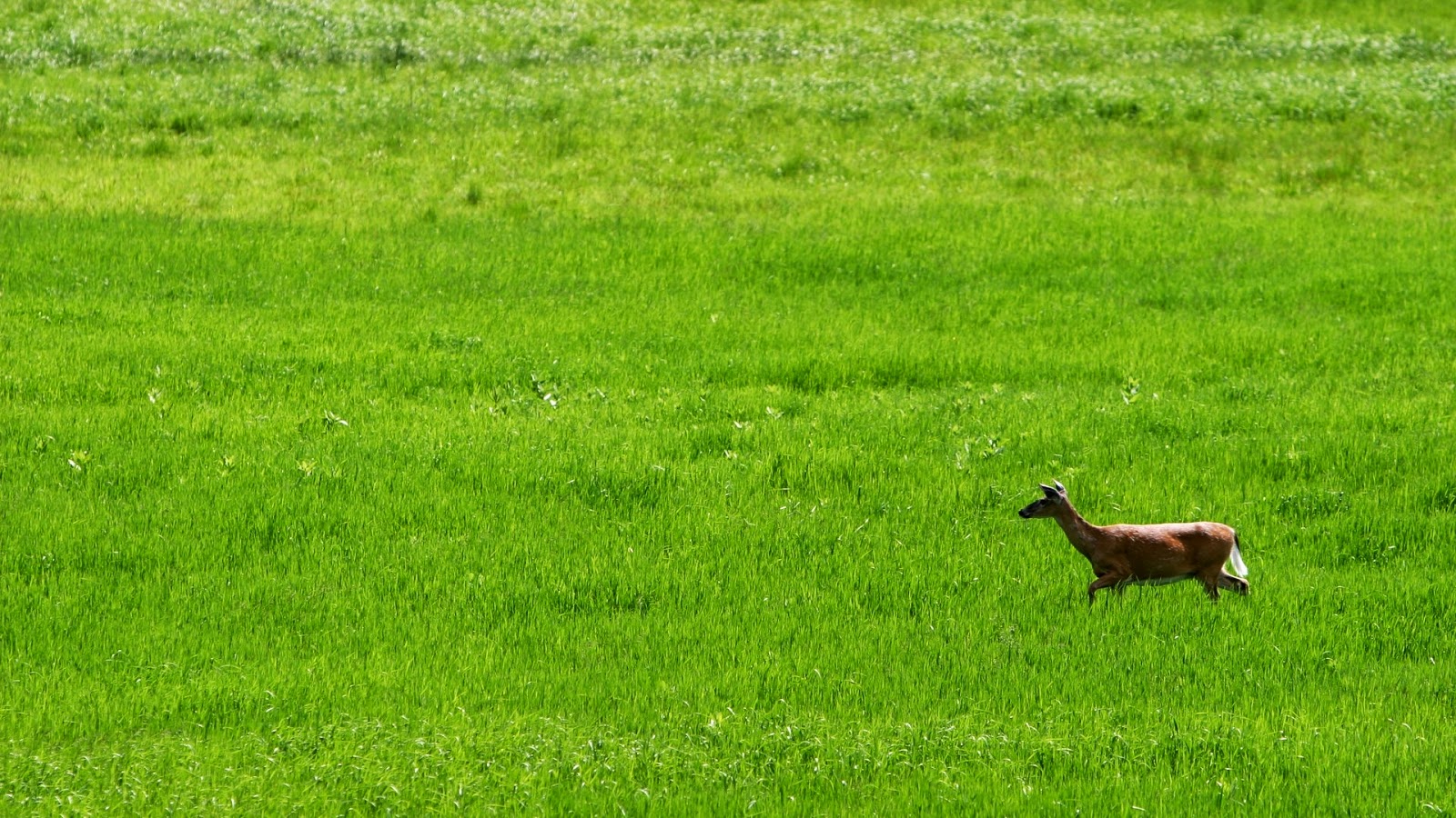 Amazing Animal in Green Field Wallpaper WallpapersXplore Free HD