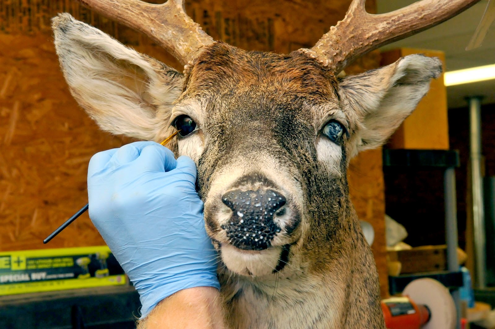 Маттео гарроне таксидермист. Чучела как называется профессия. Создание чучел животных называется. Создание чучел животных называется. Маттео гарроне таксидермист.