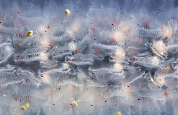 9 Strangest Ocean Phenomena You Wouldn't Believe Actually Exists!