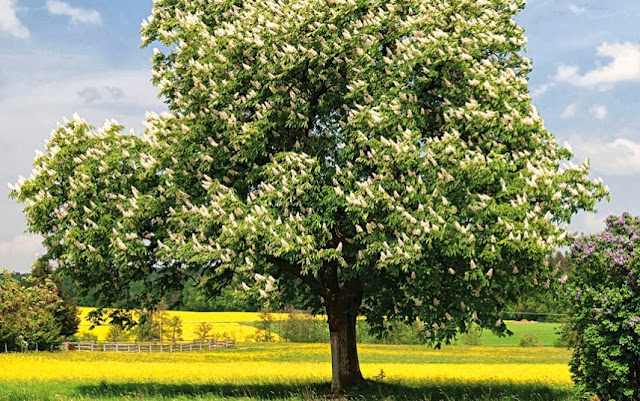 the world's most beautiful trees