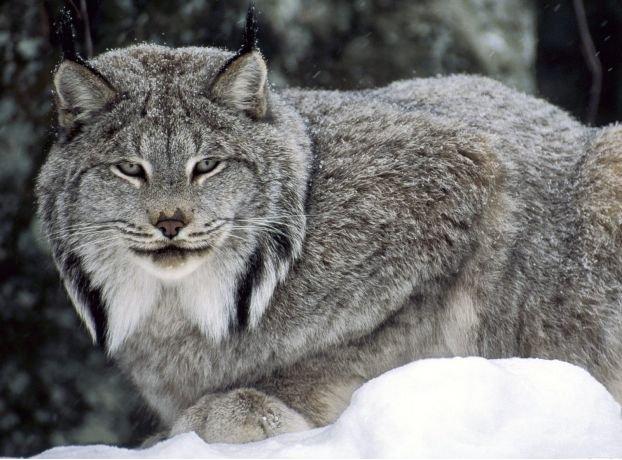 The Canada lynx