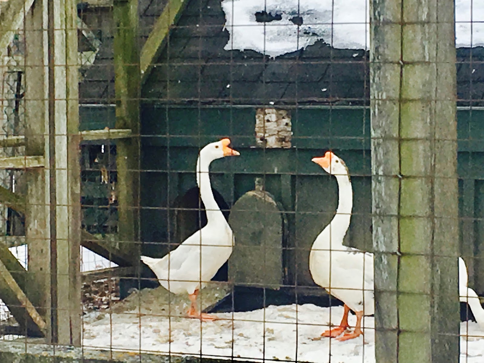Mop Philosophy Winter Gardens at Langdon Hall