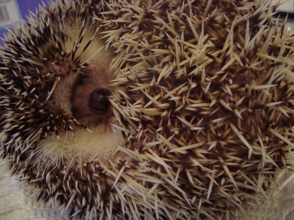 El laberinto de Ariadna: El dilema del erizo