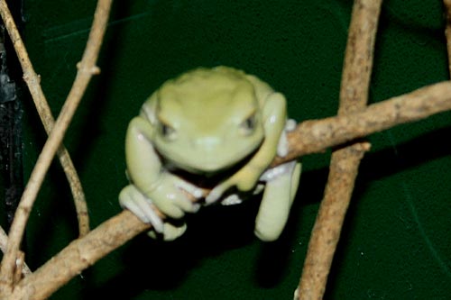 Waxy Monkey Tree Frog
