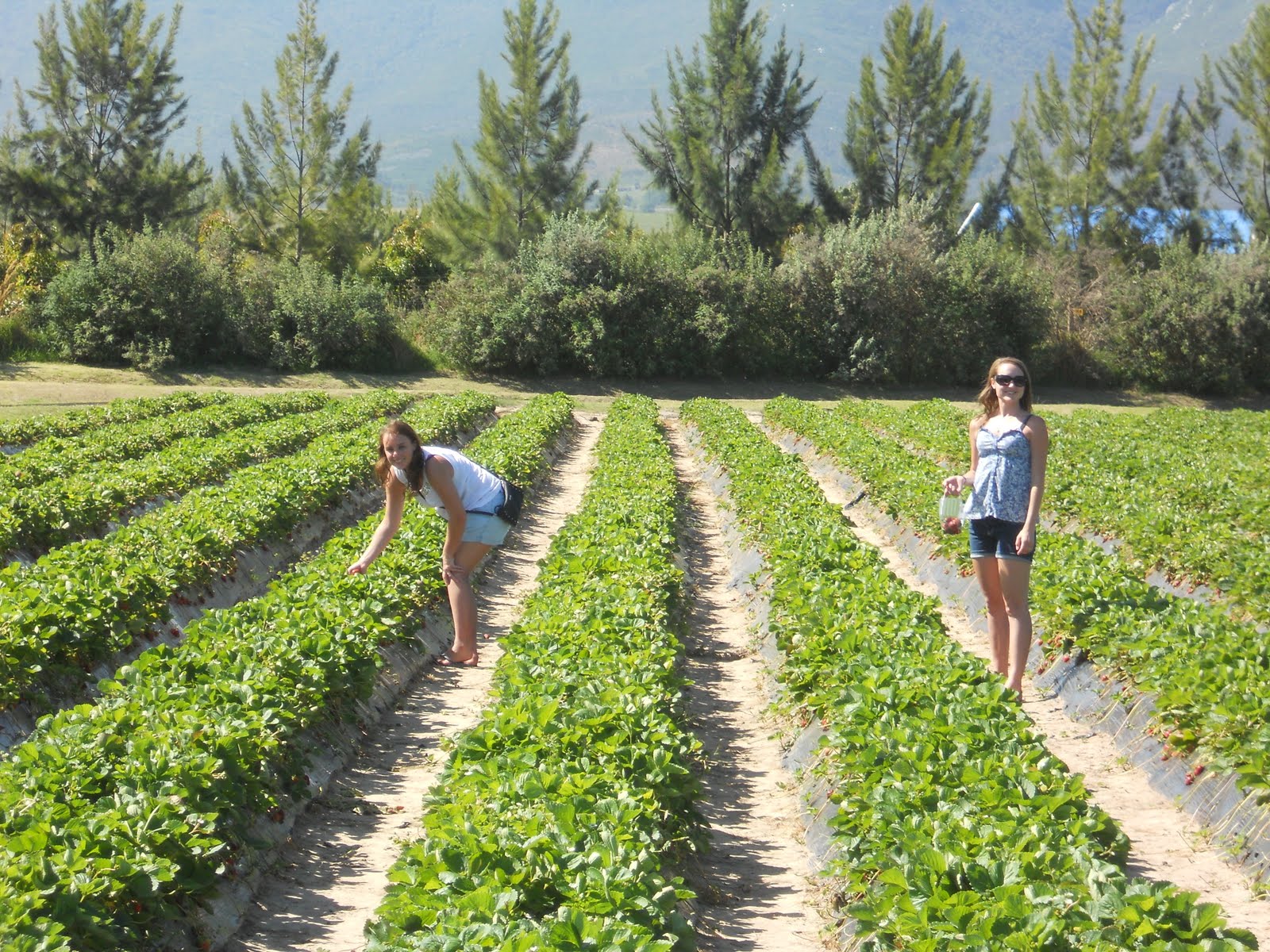 Shavalart Strawberry farm in