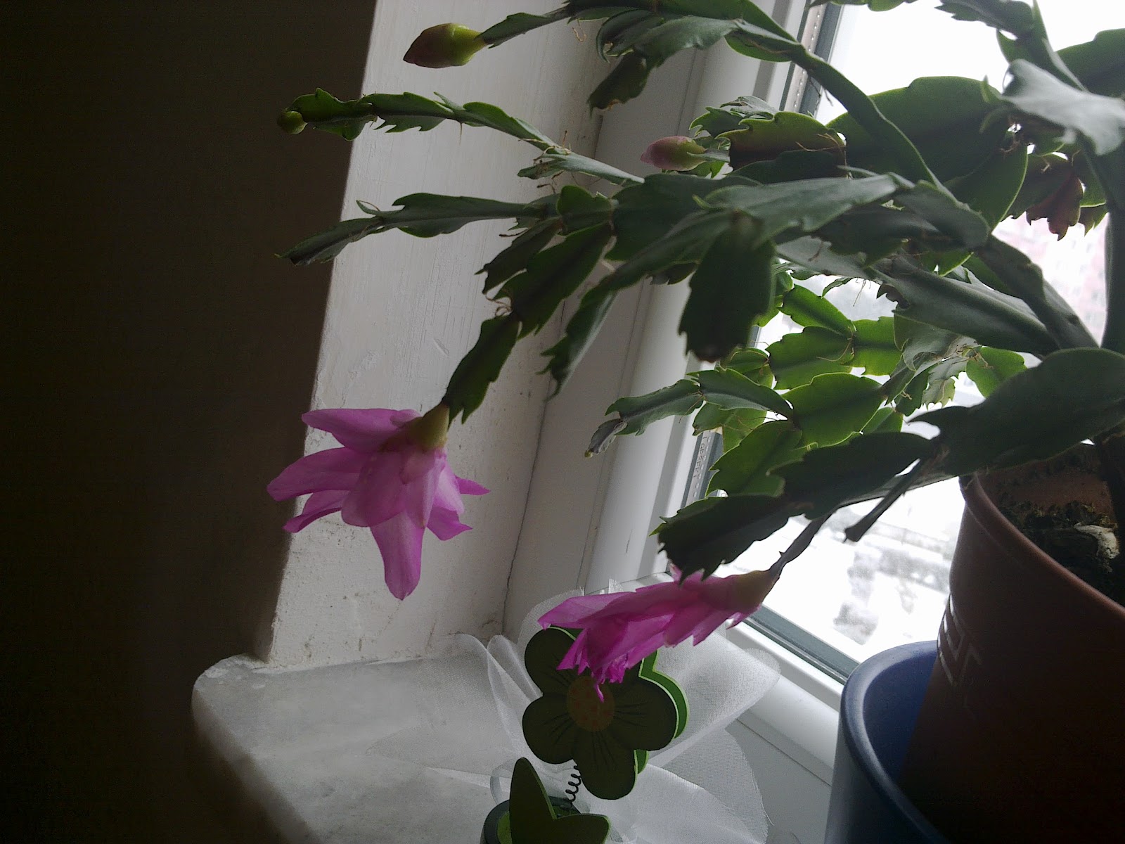 BİR ÇİMDİK SEVGİ: 2012-02-12