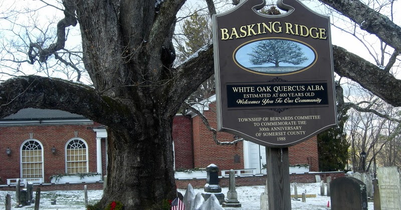 Earth and Space News: Qualitative Tree Risk Assessment: Falling Trees ...