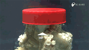 OCTOPUS%2B%25283%2529.gif