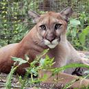 Big Cat Rescue of Tampa, Florida