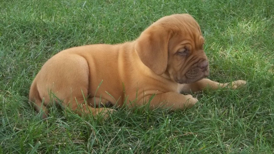 Image For Dogue De Bordeaux Puppies For Sale In Pa Image For Dogue De Bordeaux Puppies For Sale In Pa