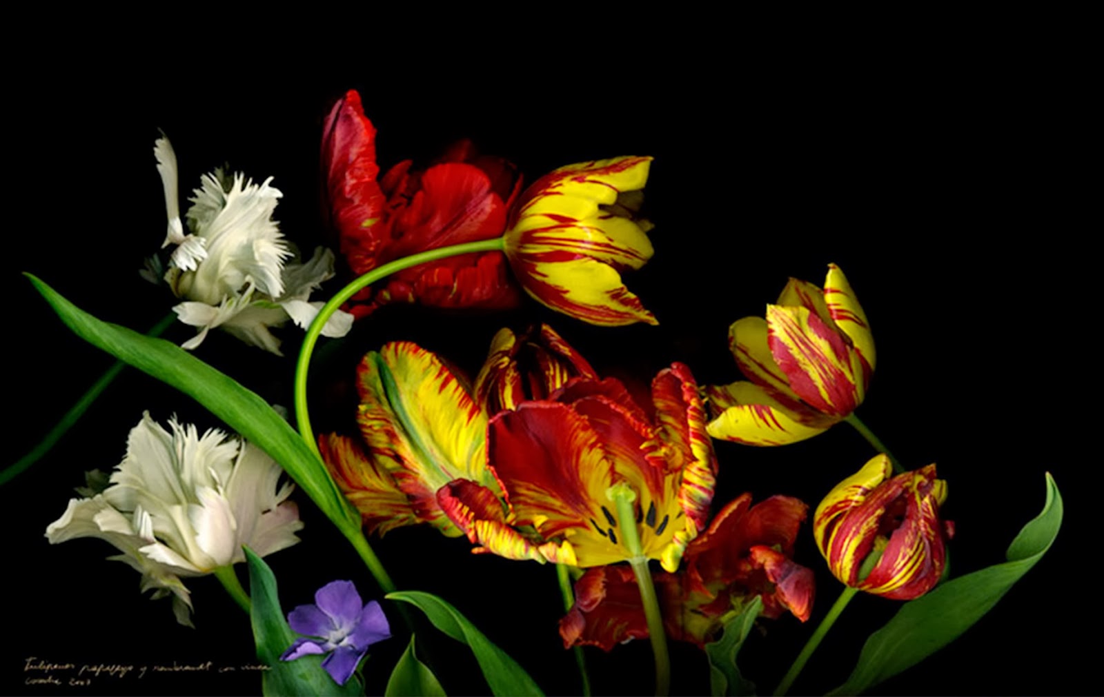 Arte y Actividad Cultural Increibles Fotos de Flores, Naturalezas Muertas.